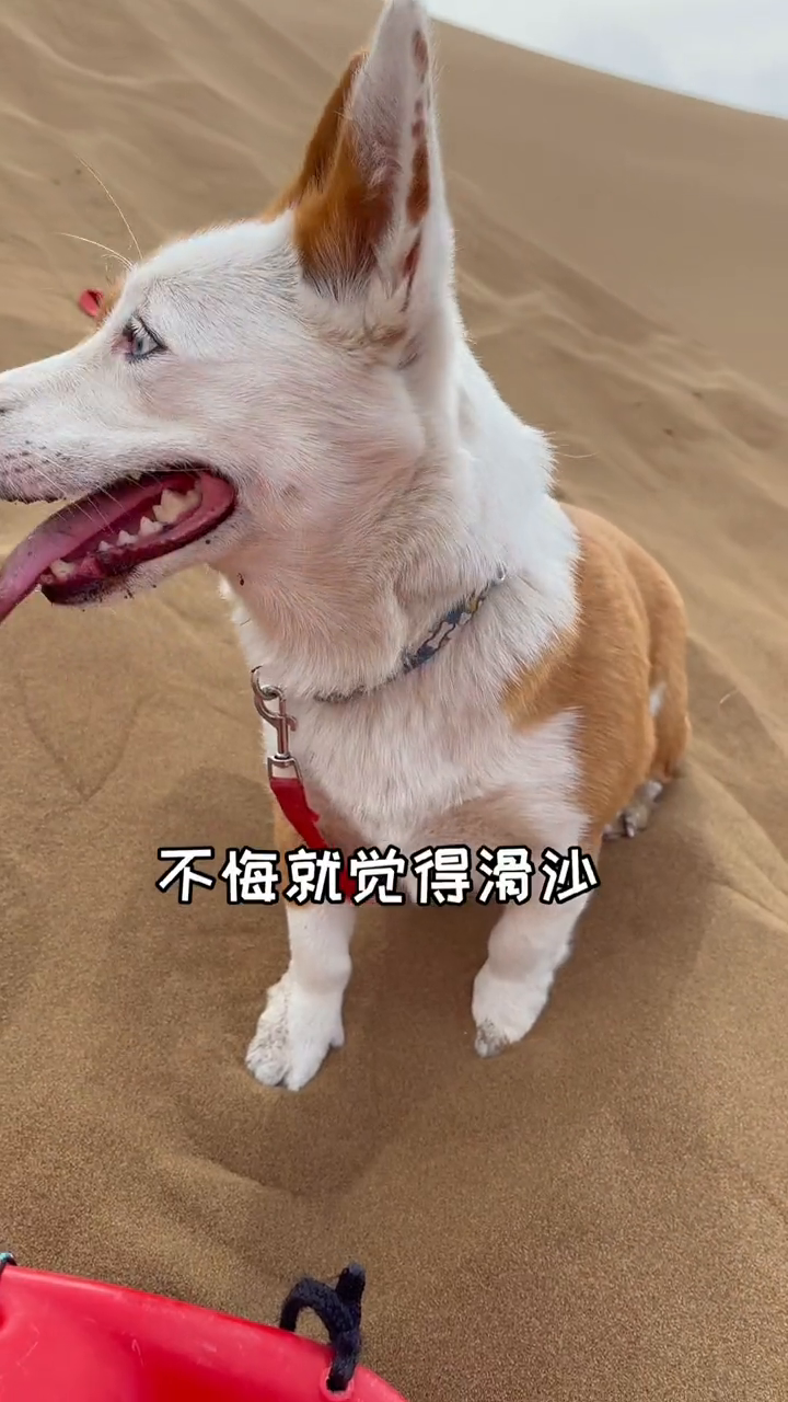 7777788888精准狗狗,精选解释解析